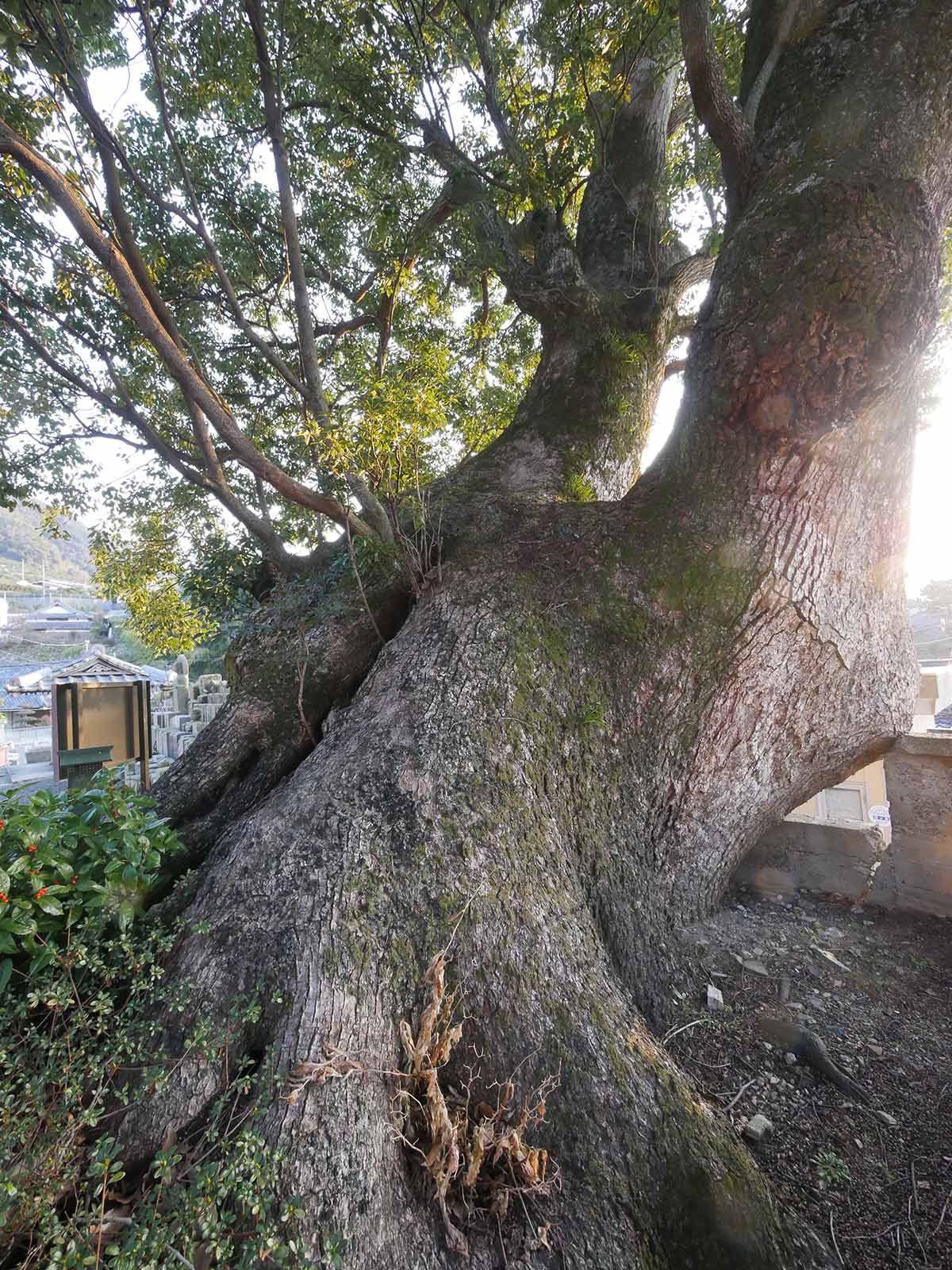 浄土寺のクス