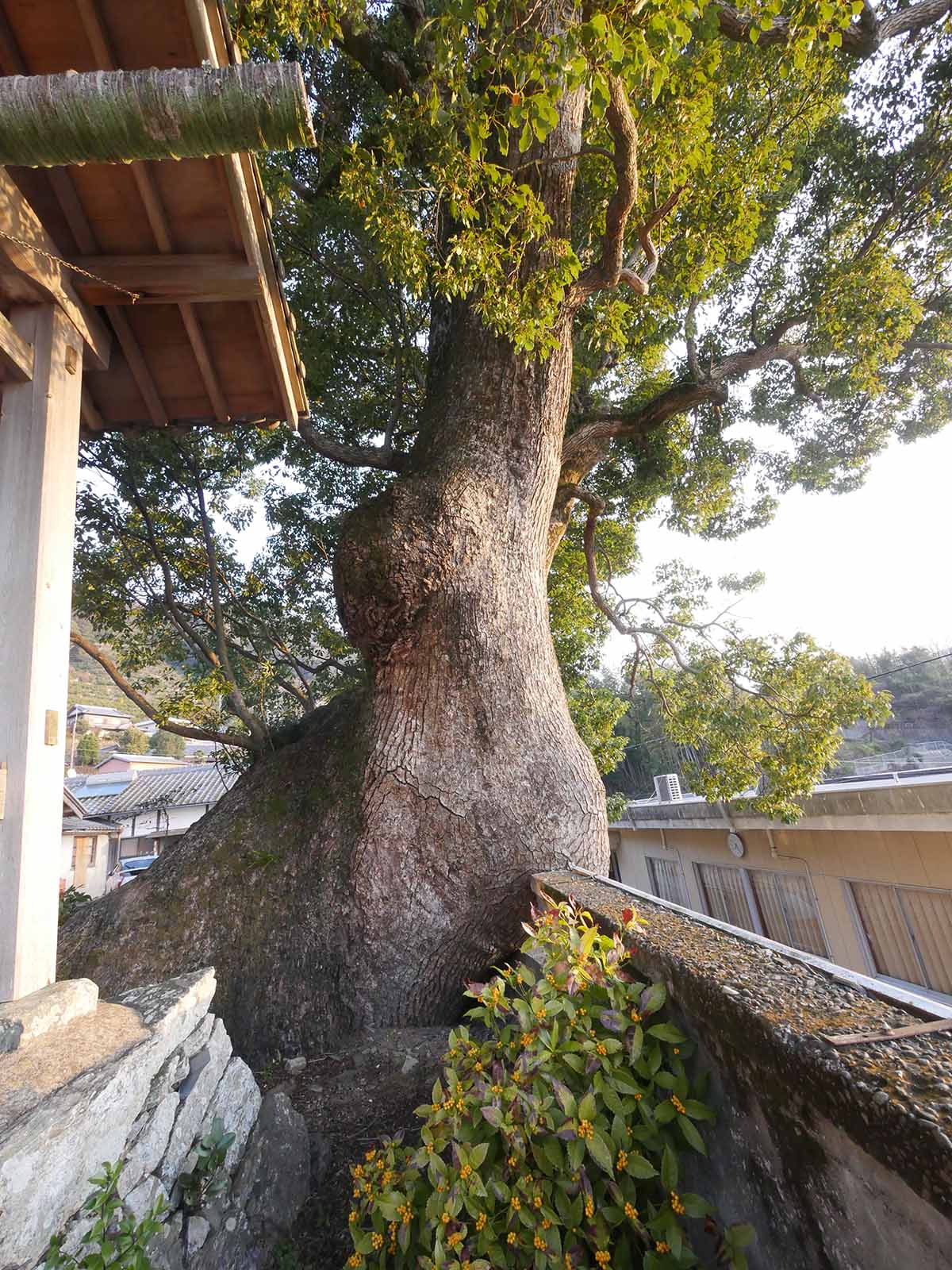 浄土寺のクス