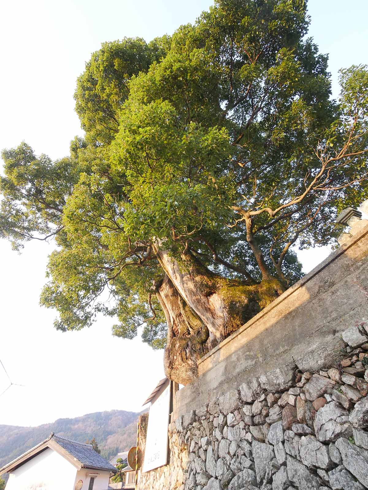 浄土寺のクス