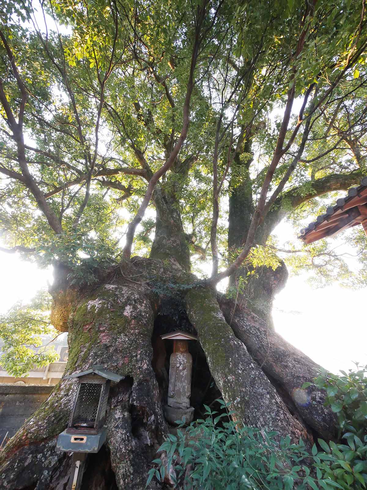 浄土寺のクス