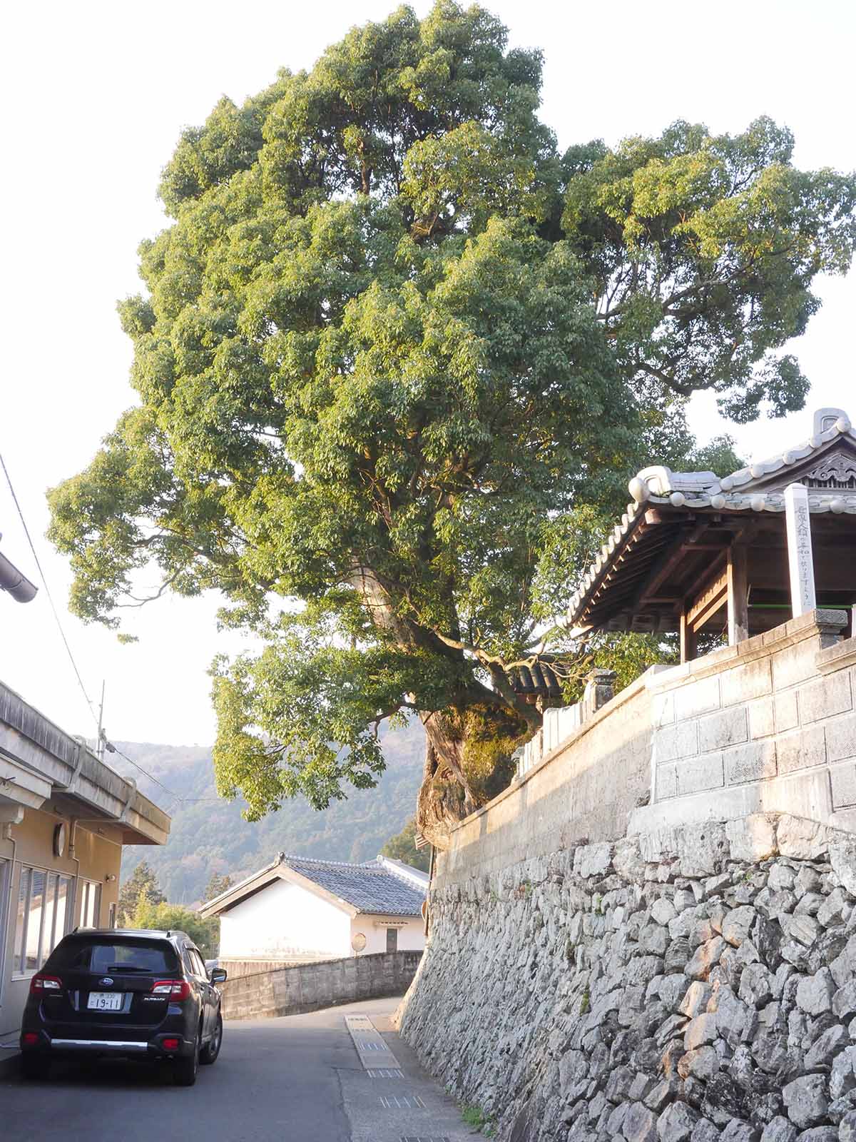 浄土寺のクス