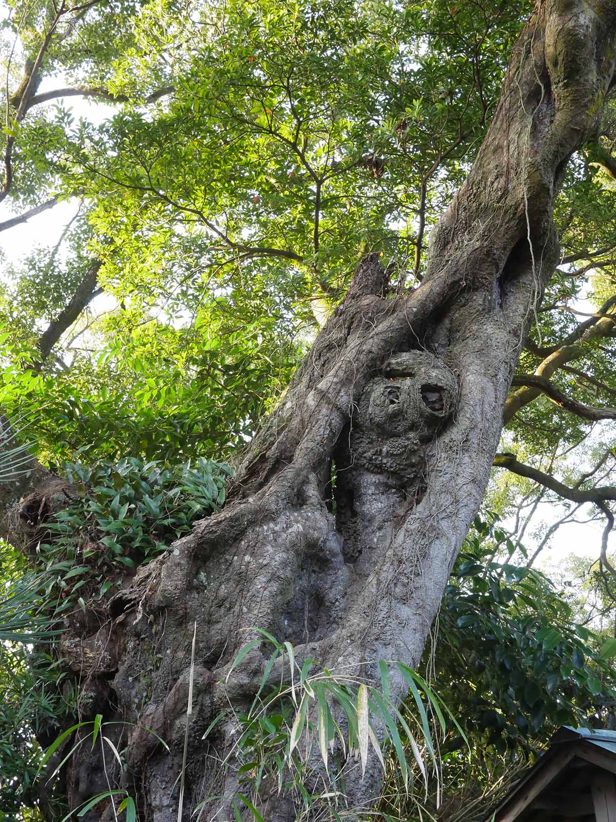 薬王寺のホルト