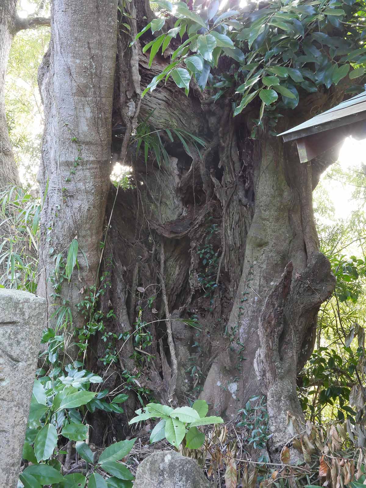 薬王寺のホルト