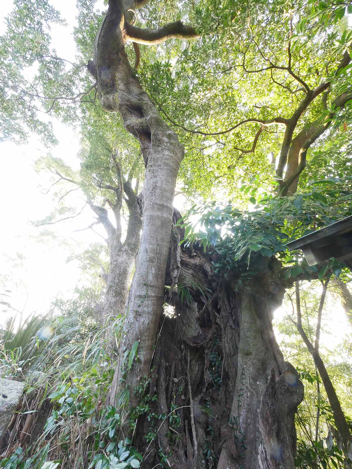 薬王寺のホルト