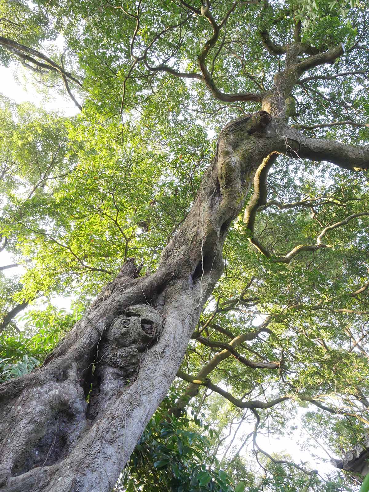 薬王寺のホルト