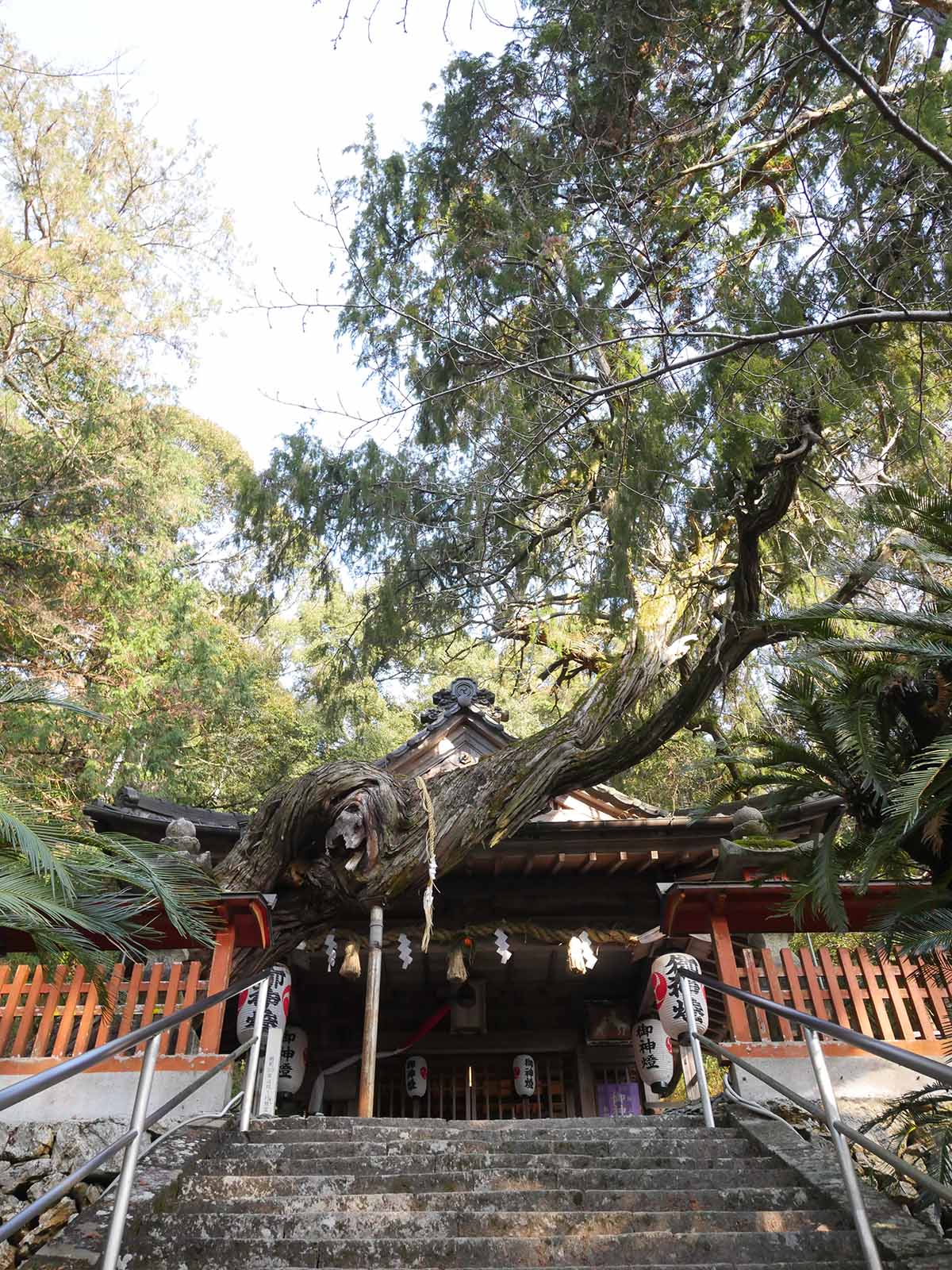 白岩丹生神社 ネズの老樹