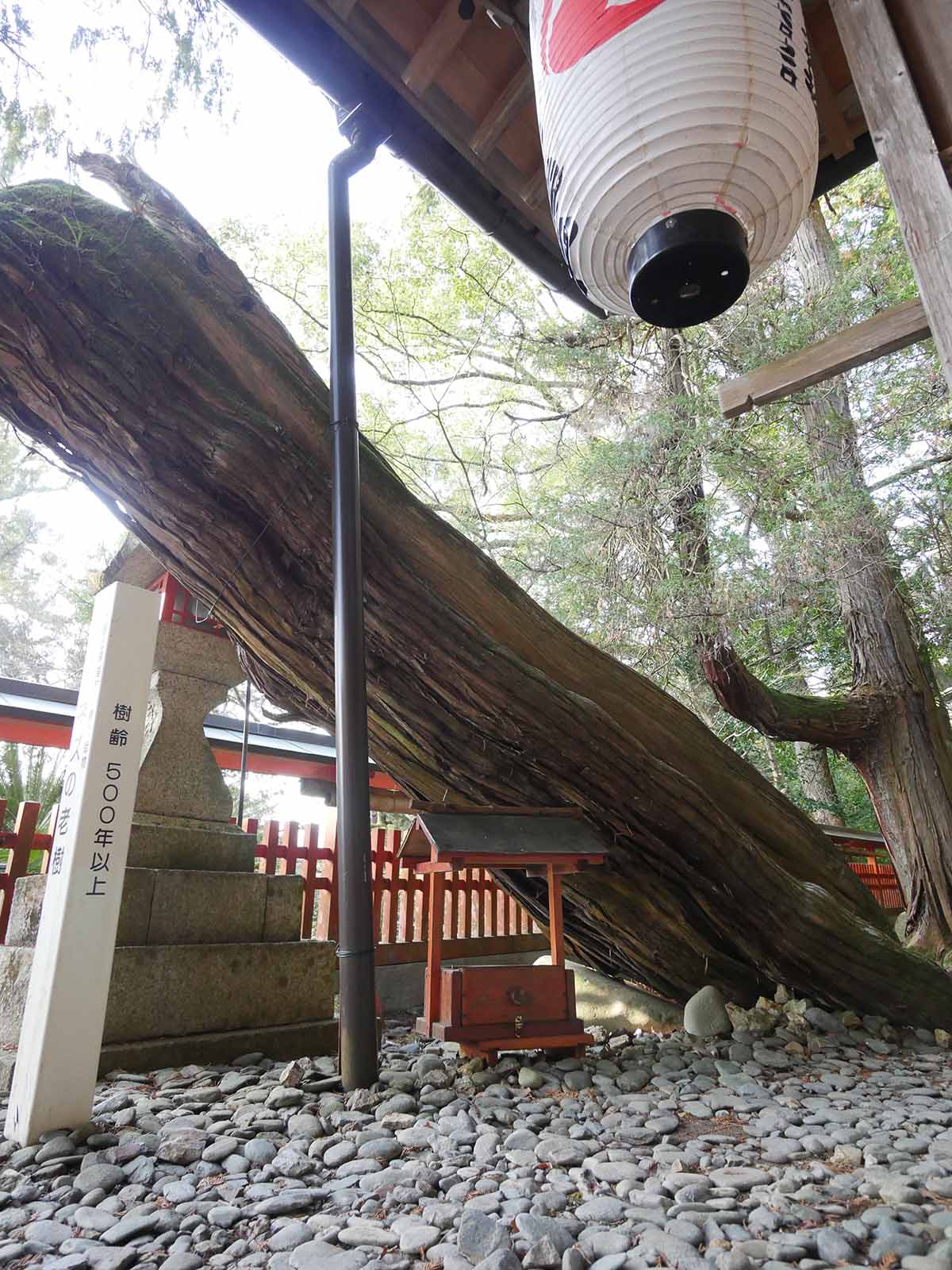 白岩丹生神社 ネズの老樹