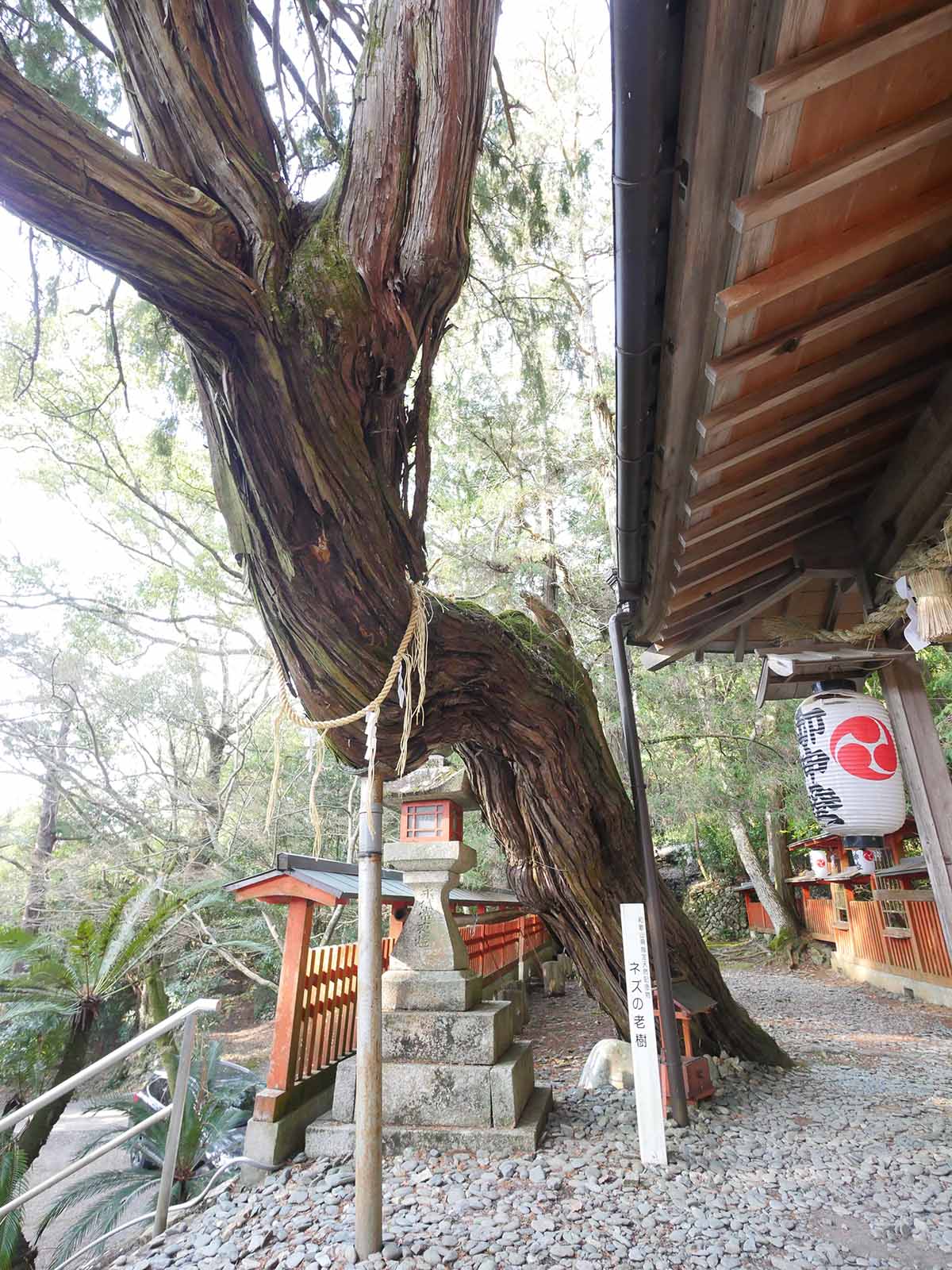 白岩丹生神社のネズ