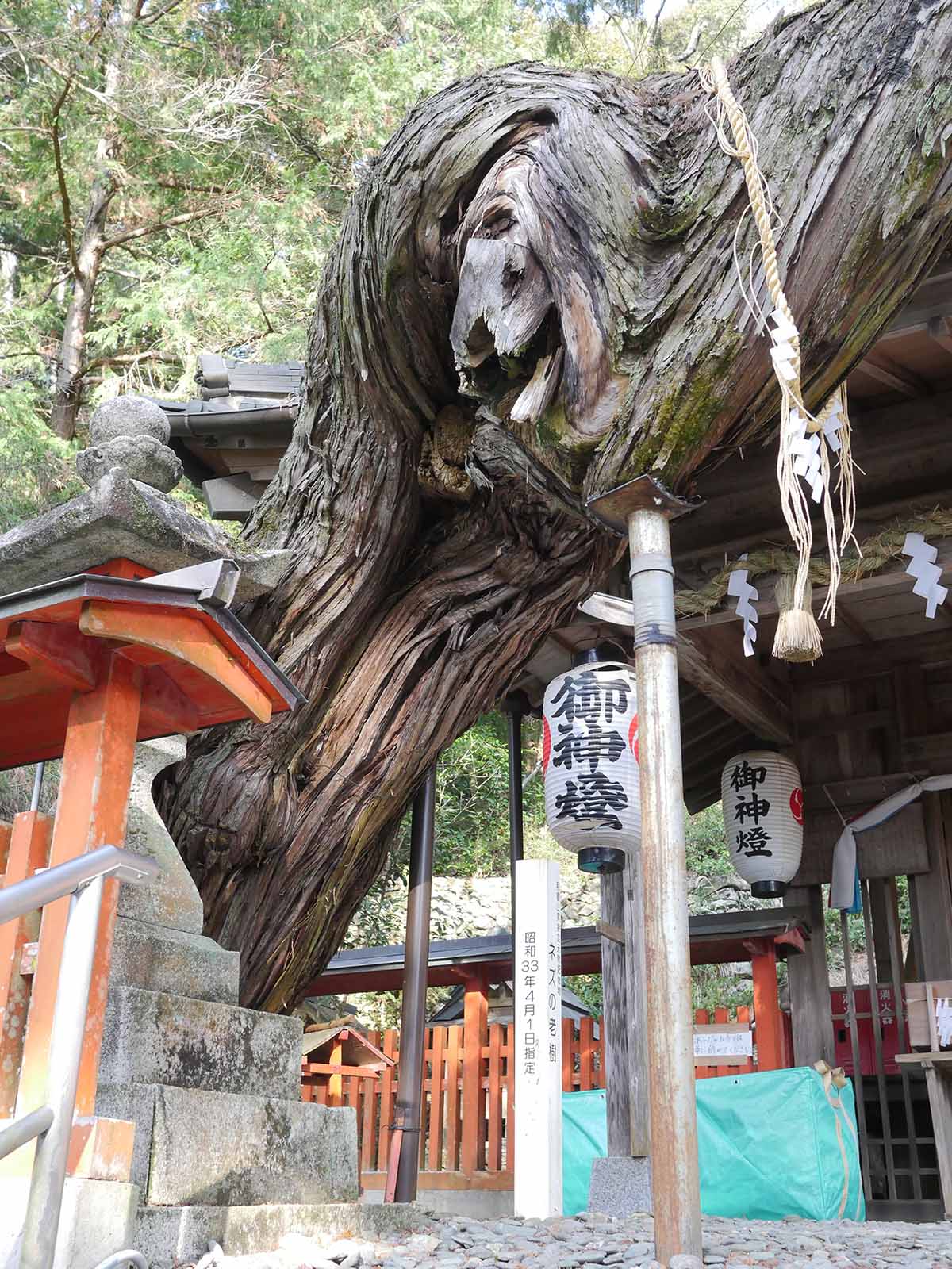 白岩丹生神社 ネズの老樹