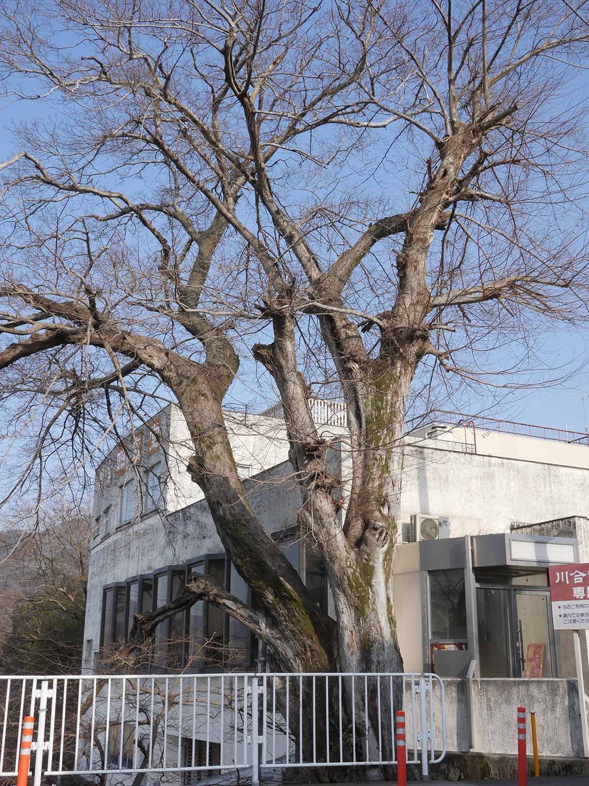 金屋橋畔のムク