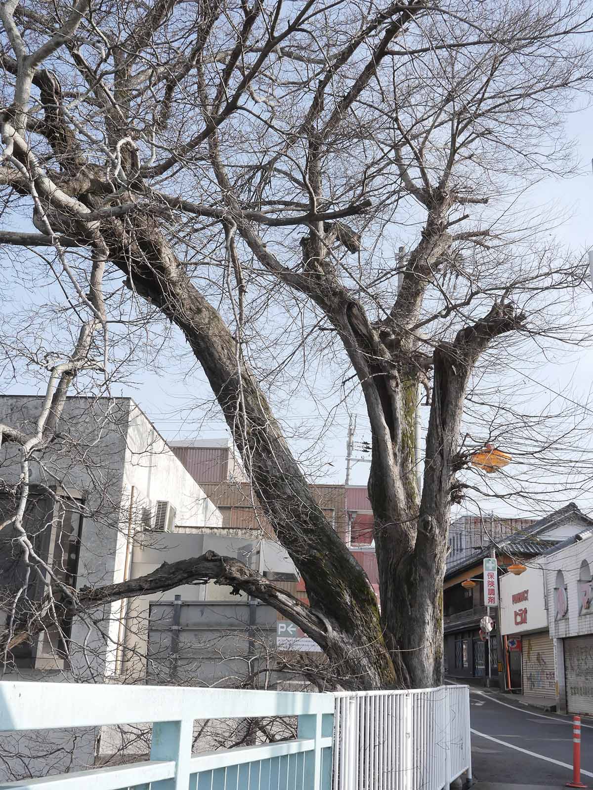 金屋橋畔のムク