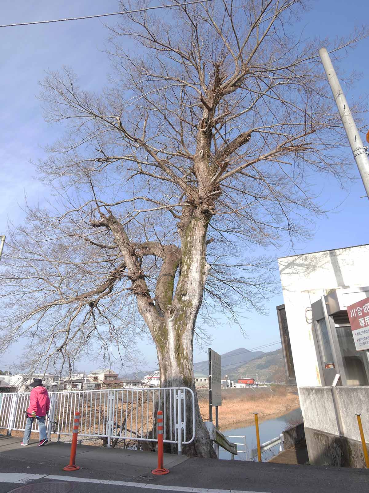 金屋橋畔のムク