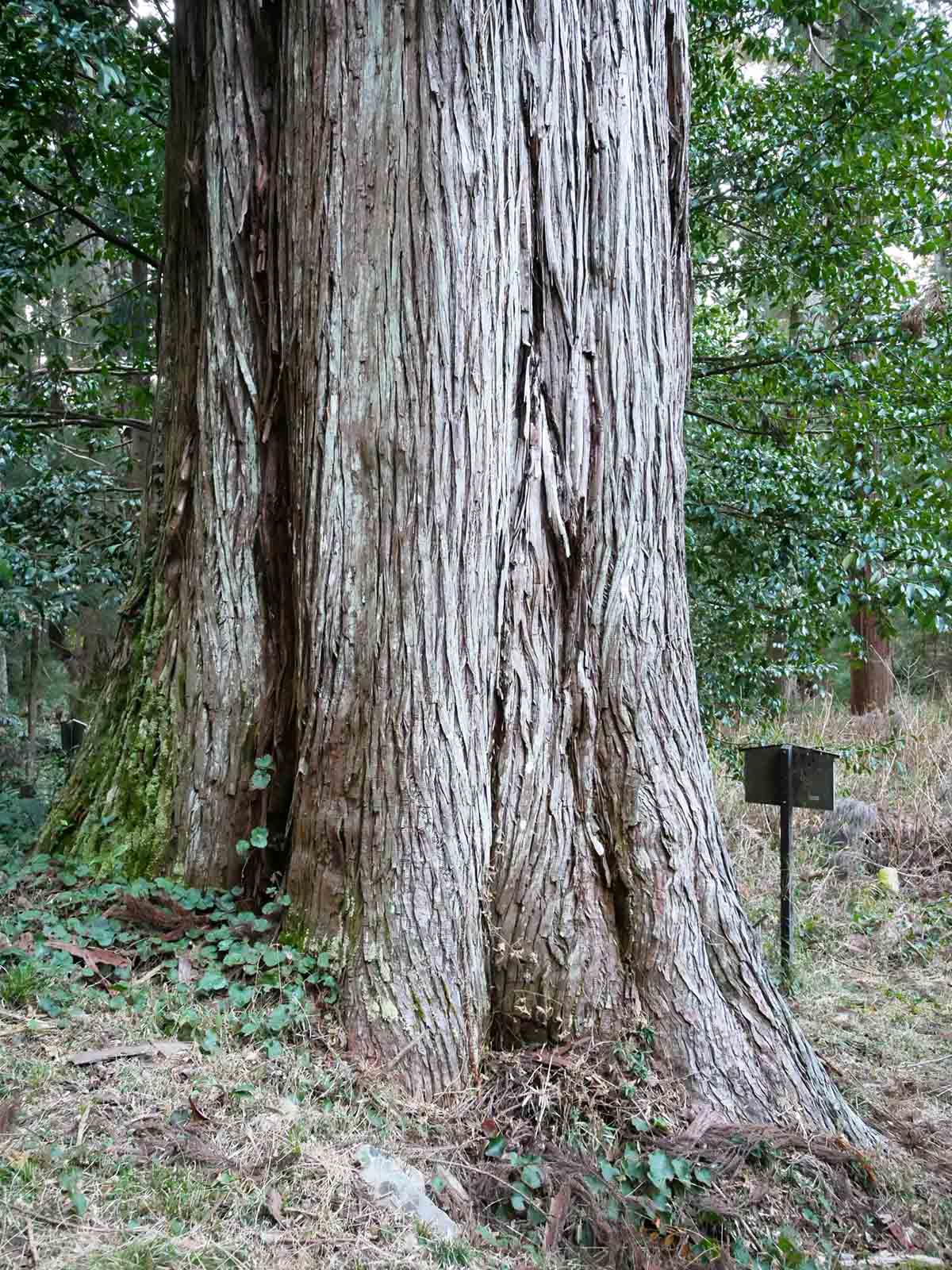 上阿田木神社の重右衛門杉