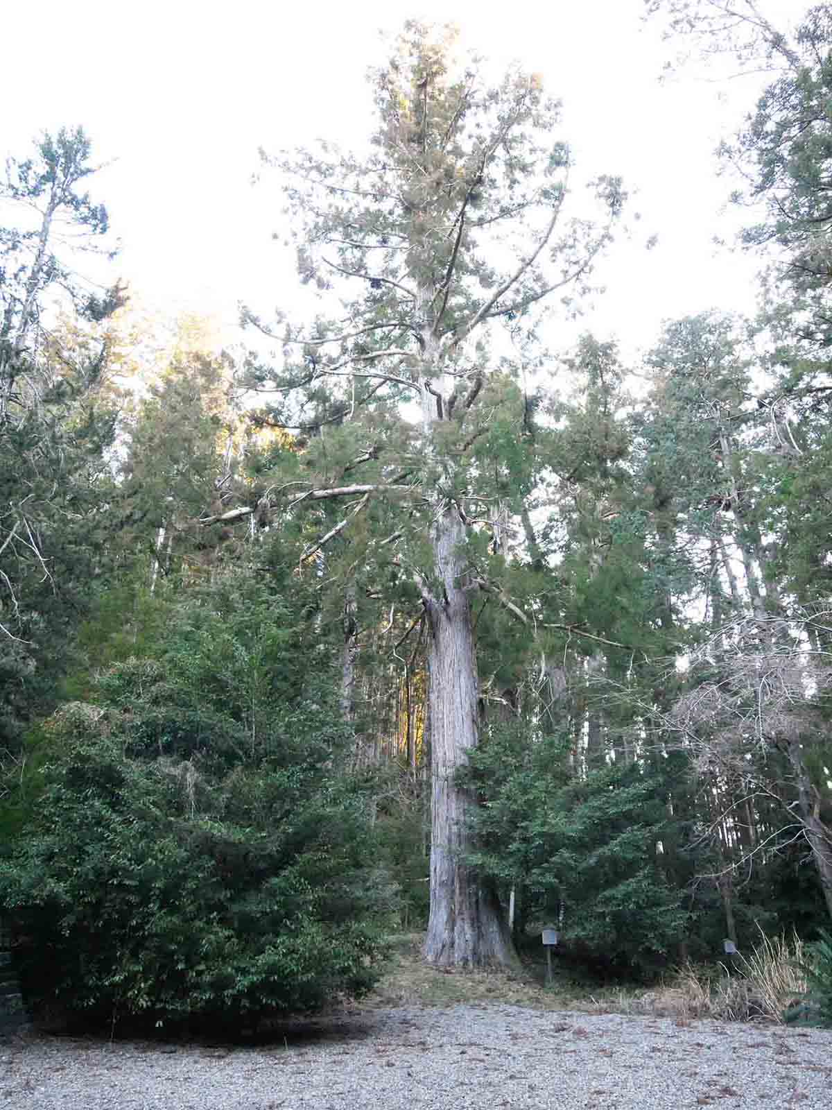 上阿田木神社の重右衛門杉