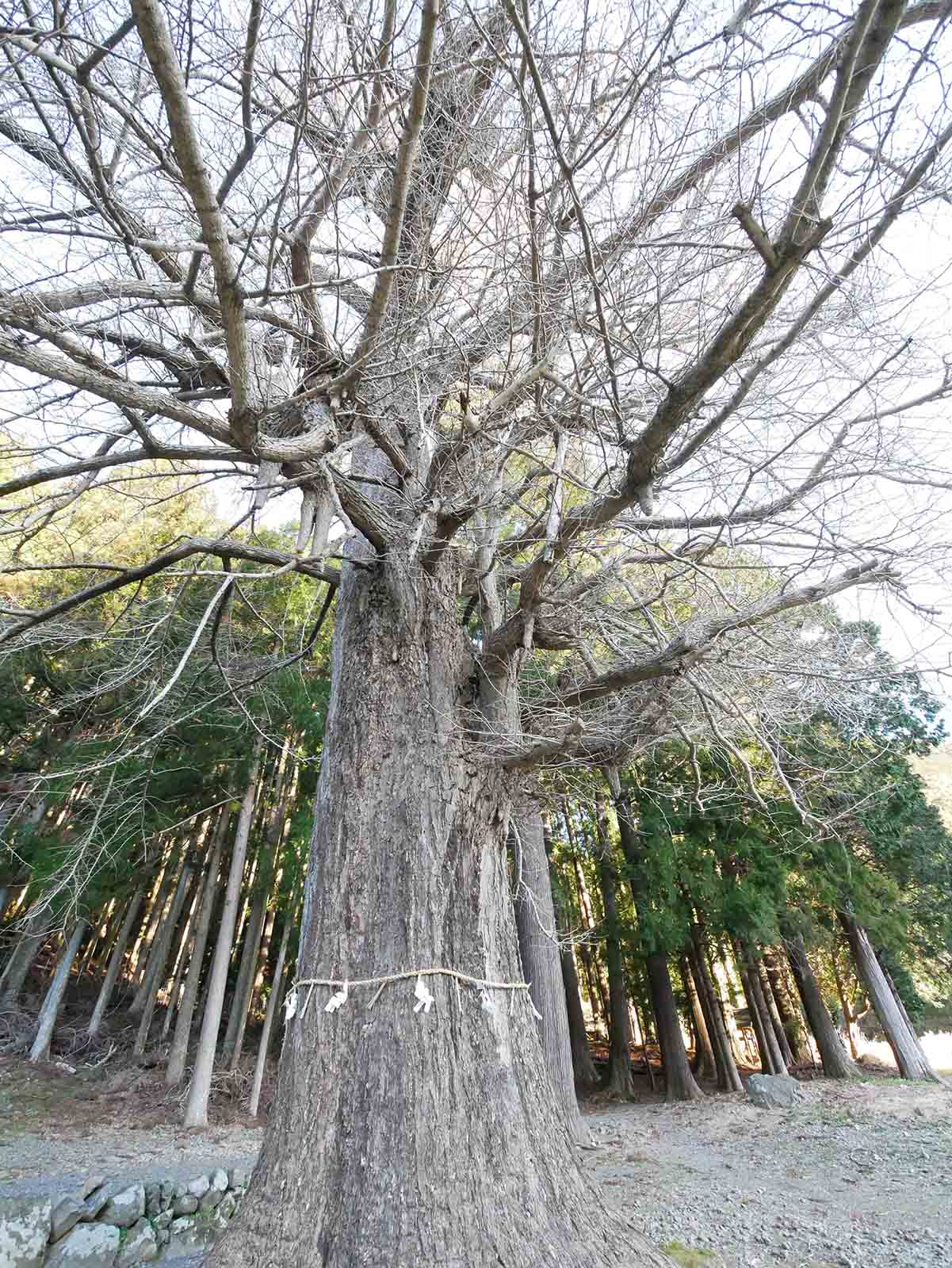 下阿田木神社の大イチョウ