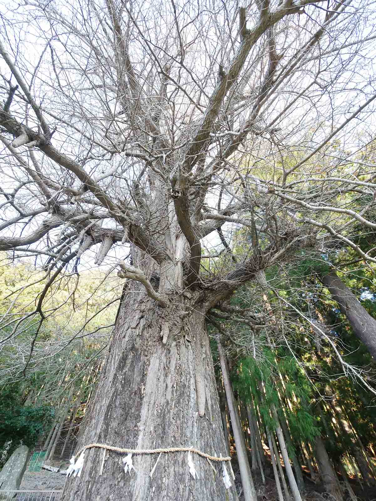 下阿田木神社の大イチョウ