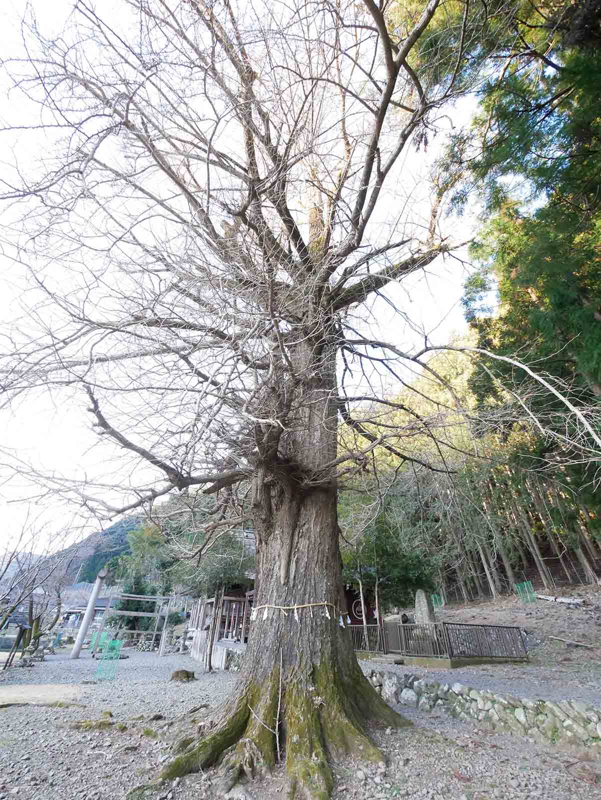 下阿田木神社の大イチョウ