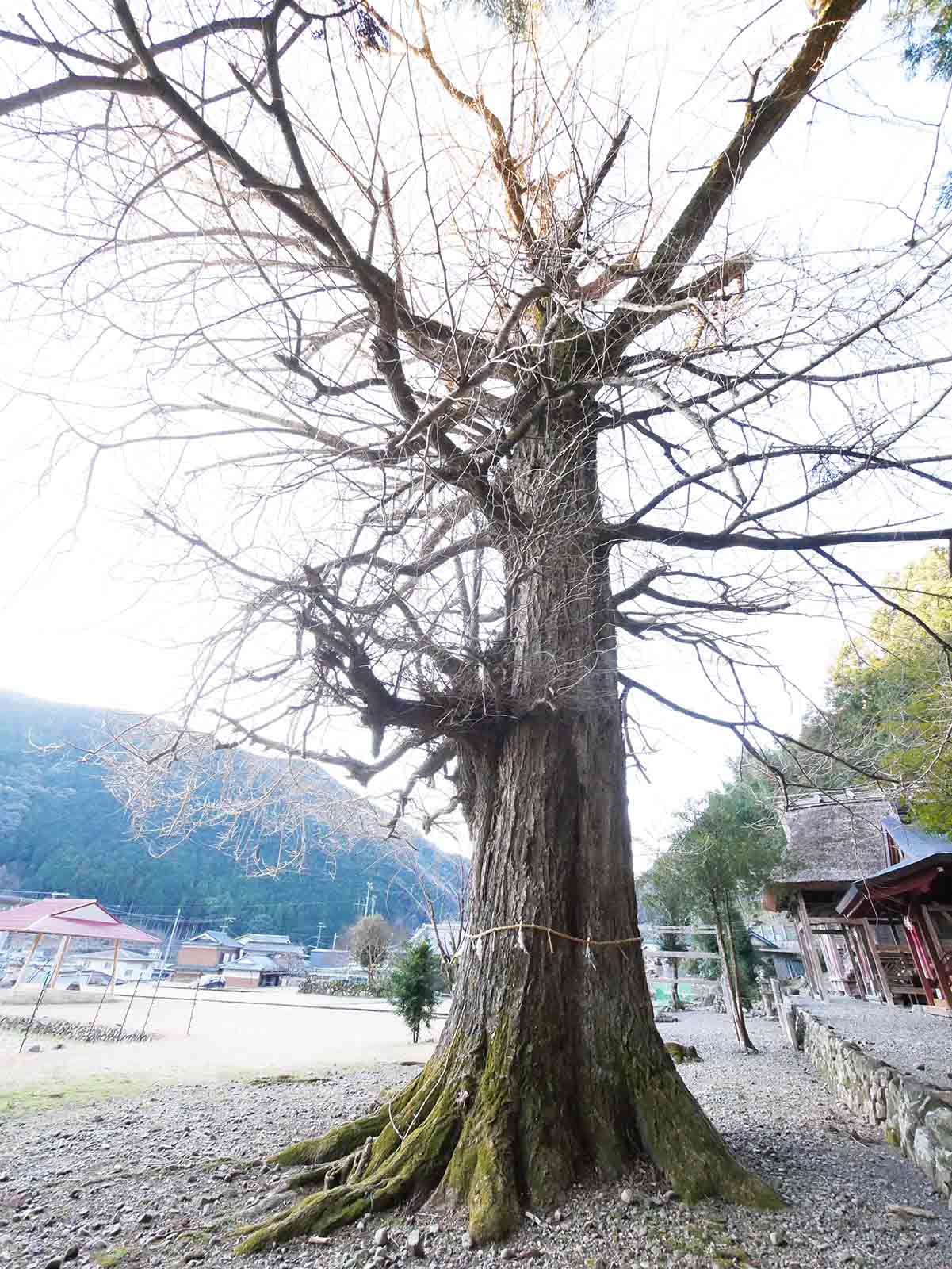 下阿田木神社の大イチョウ