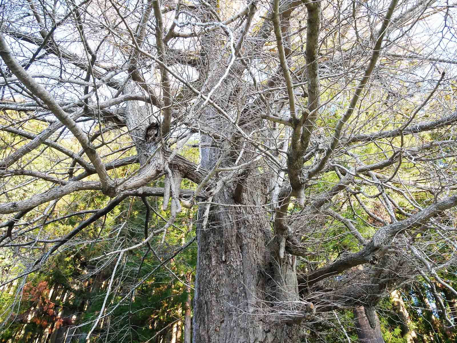 下阿田木神社の大イチョウ