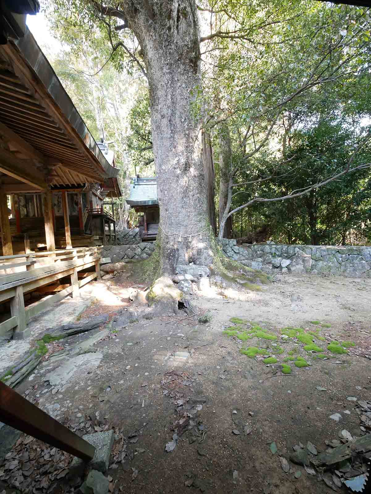 長子八幡神社のクスノキ