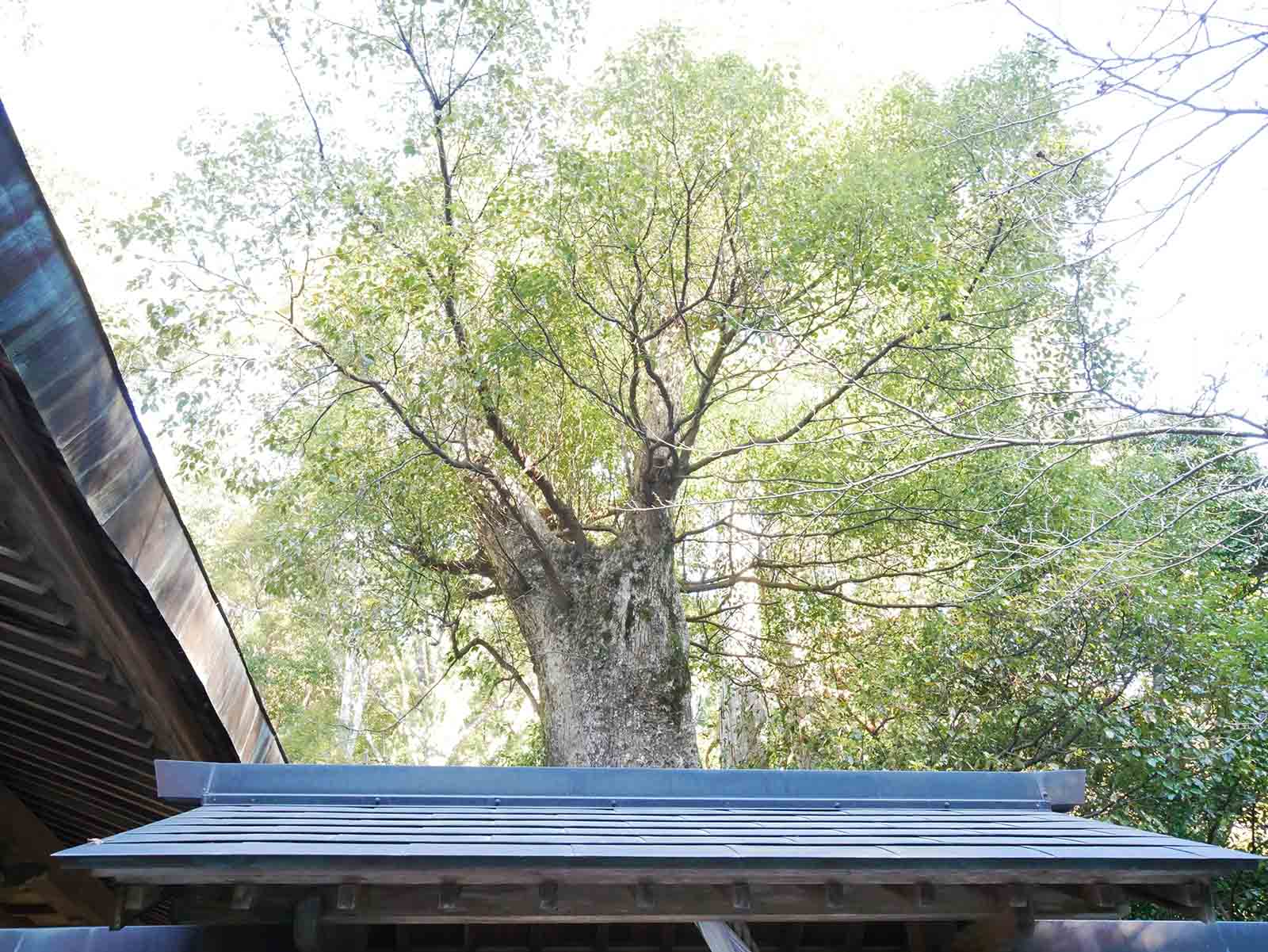 長子八幡神社のクスノキ