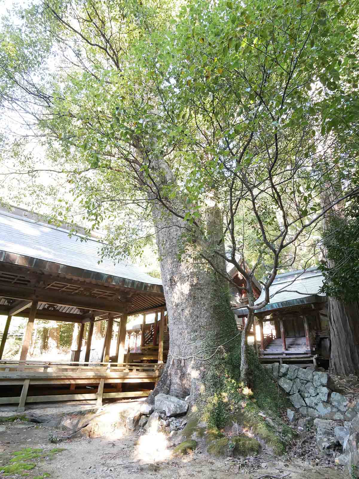 長子八幡神社のクスノキ