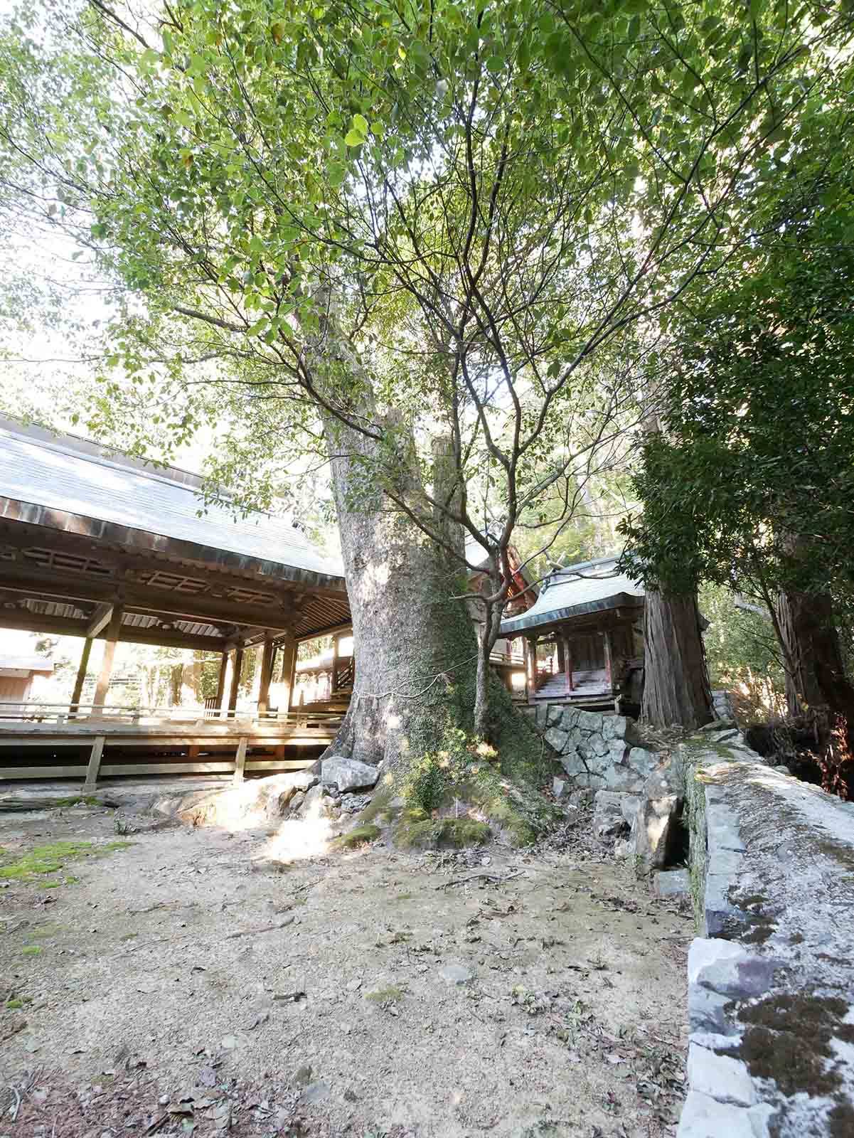 長子八幡神社のクスノキ