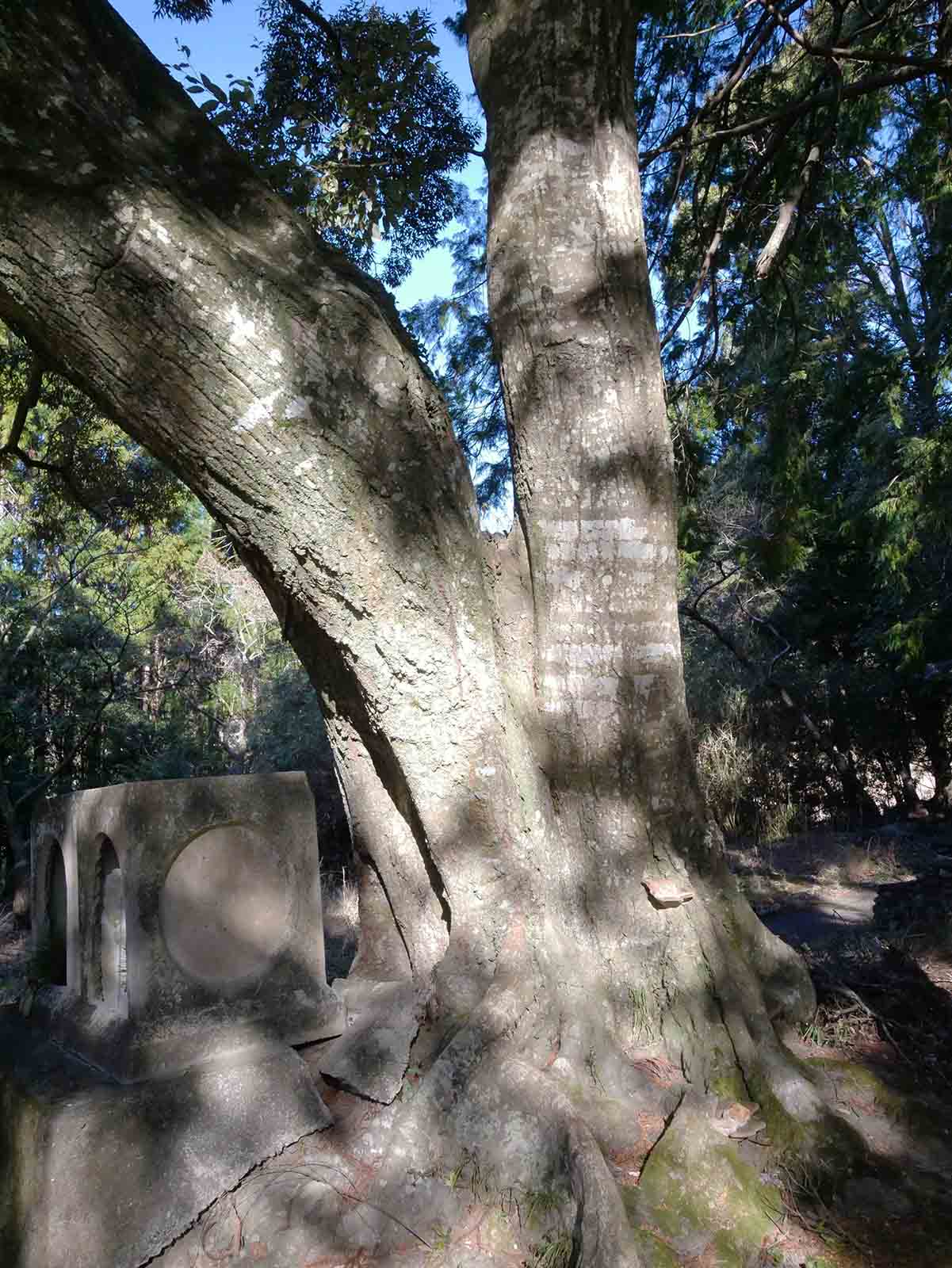 長子八幡神社鳥居のカシ