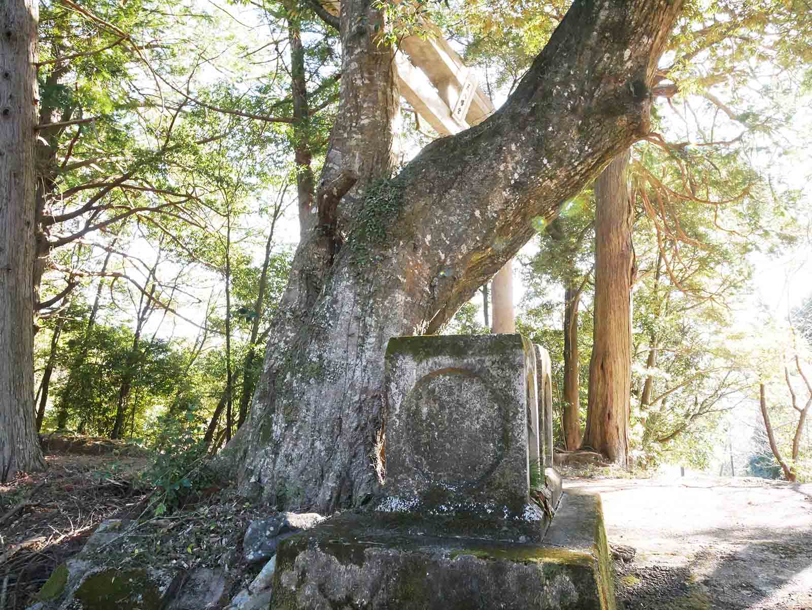 長子八幡神社鳥居のカシ