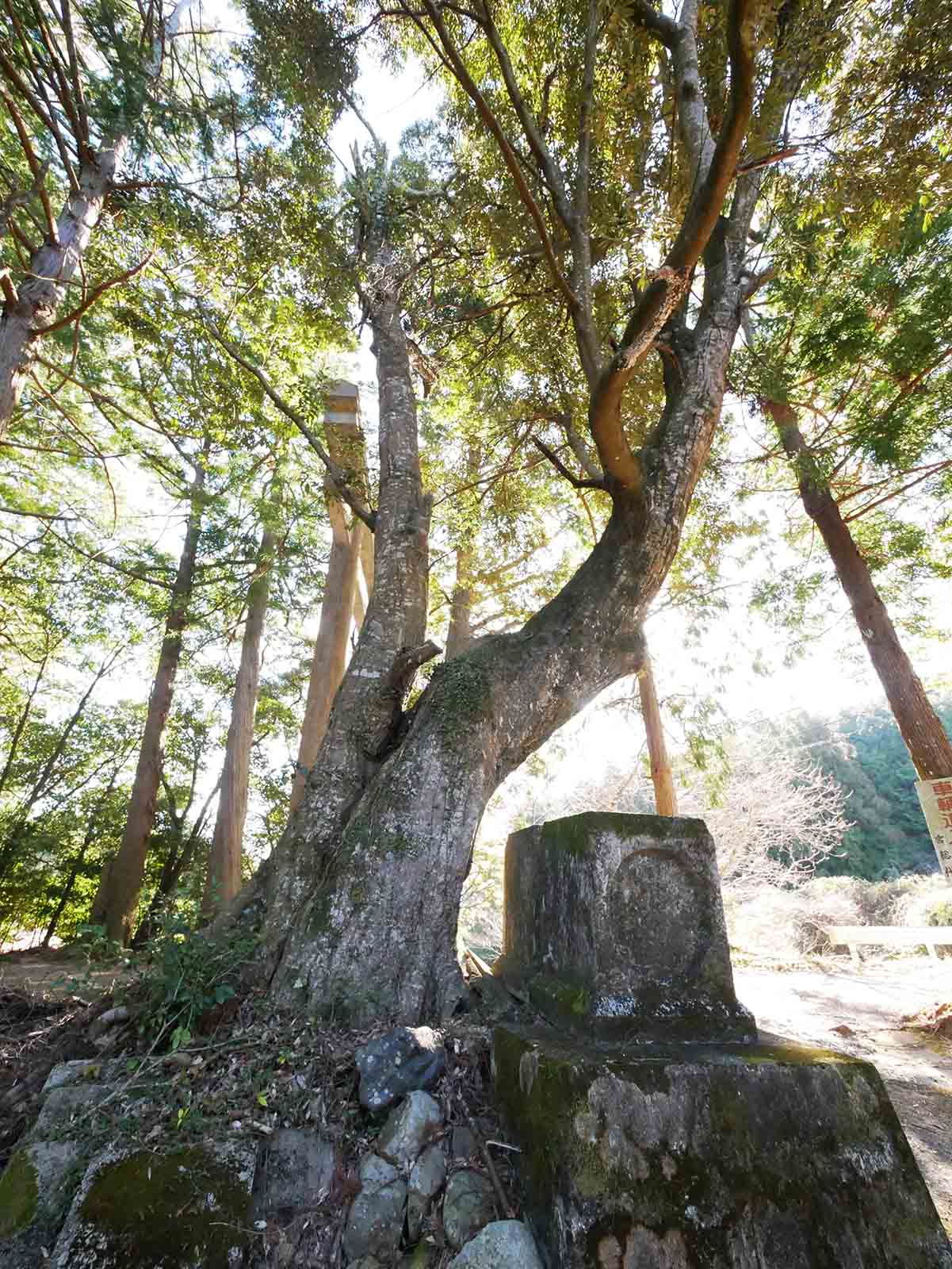 長子八幡神社鳥居のカシ