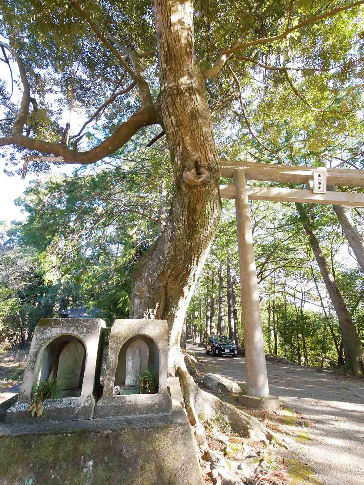 長子八幡神社鳥居のカシ