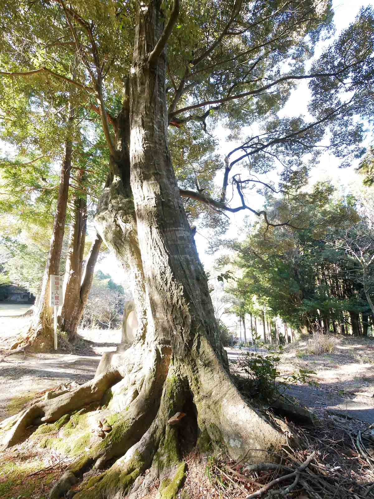 長子八幡神社鳥居のカシ