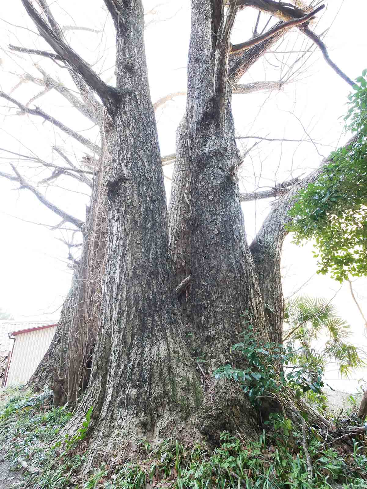 中木薬師堂のイチョウ