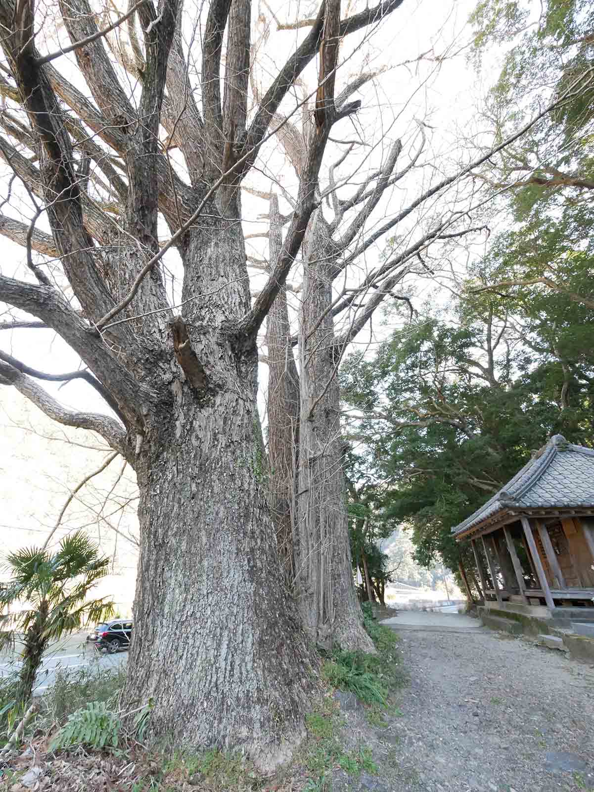 中木薬師堂のイチョウ