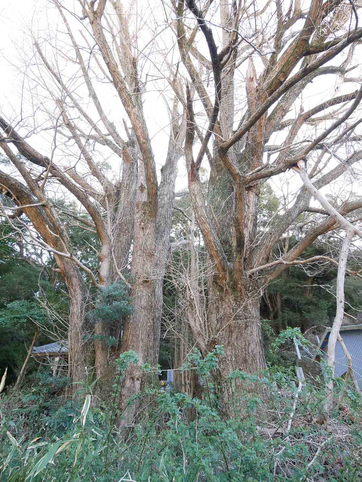 中木薬師堂のイチョウ