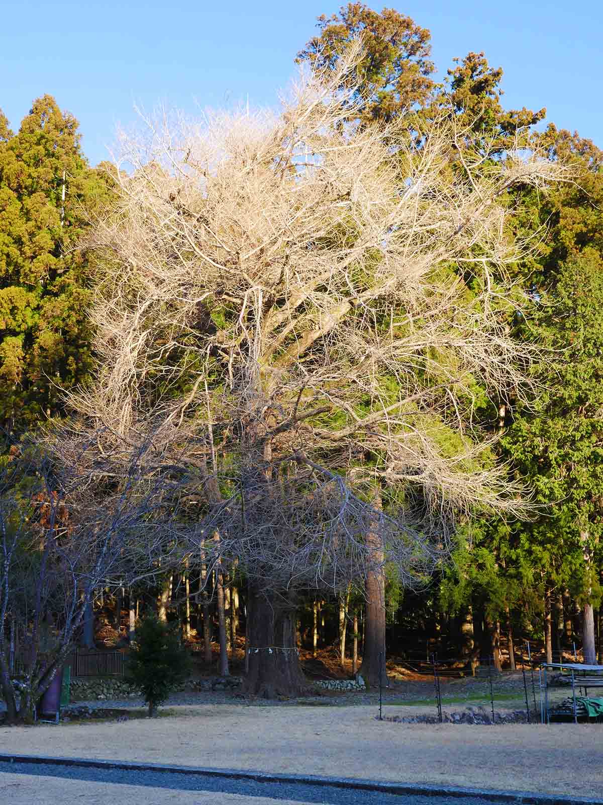 下阿田木神社の大イチョウ