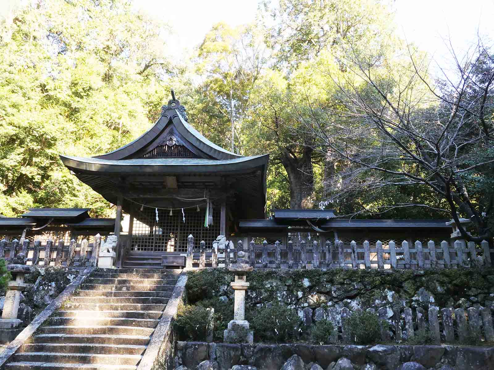 長子八幡神社のクスノキ