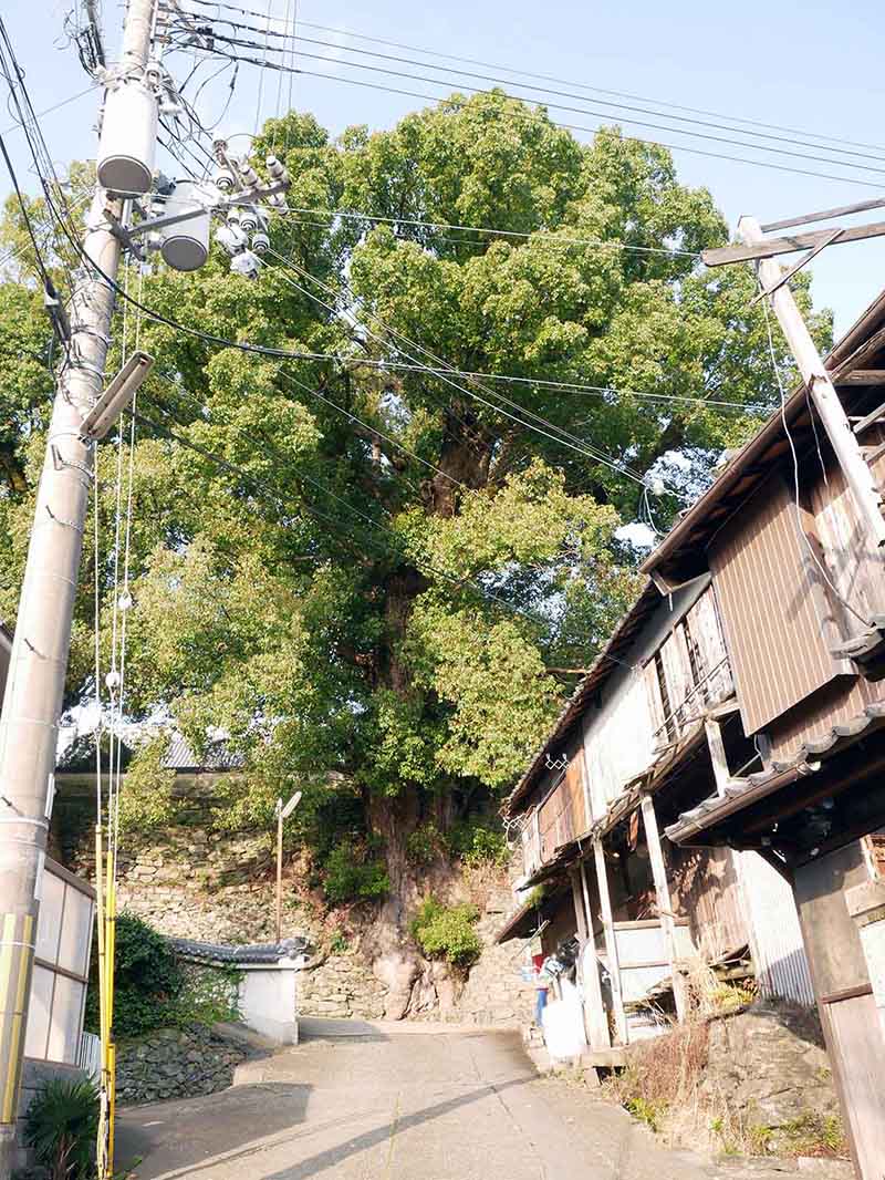 浄国寺のクスノキ