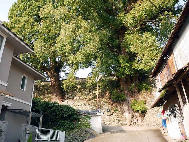 浄国寺のクスノキ