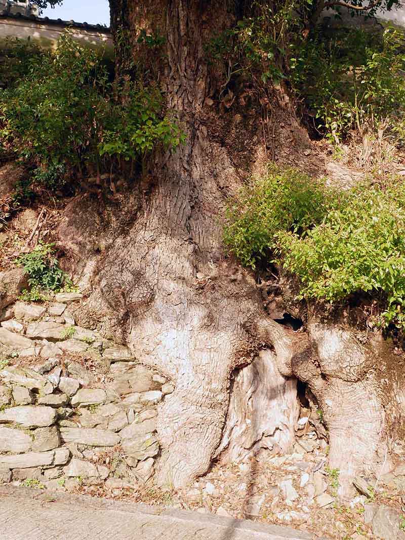 浄国寺のクスノキ