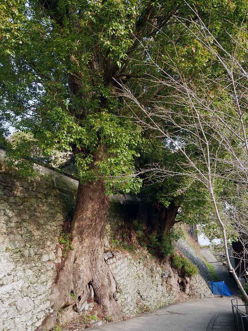 浄国寺のクスノキ