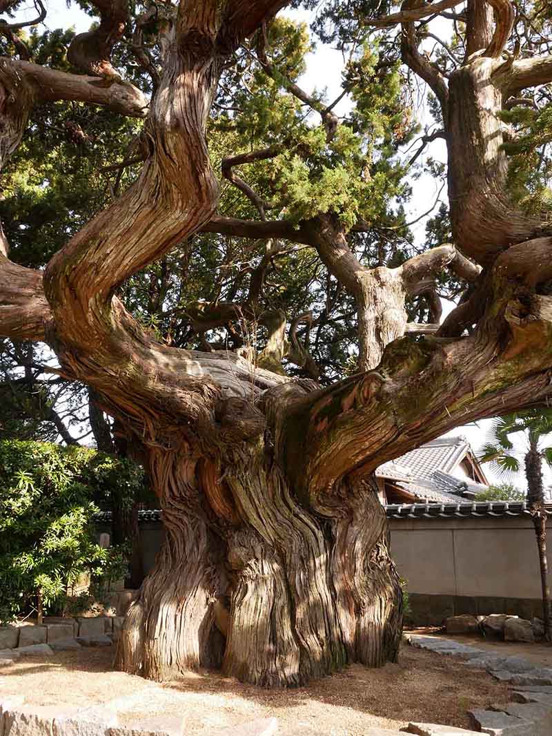 万福寺のビャクシン