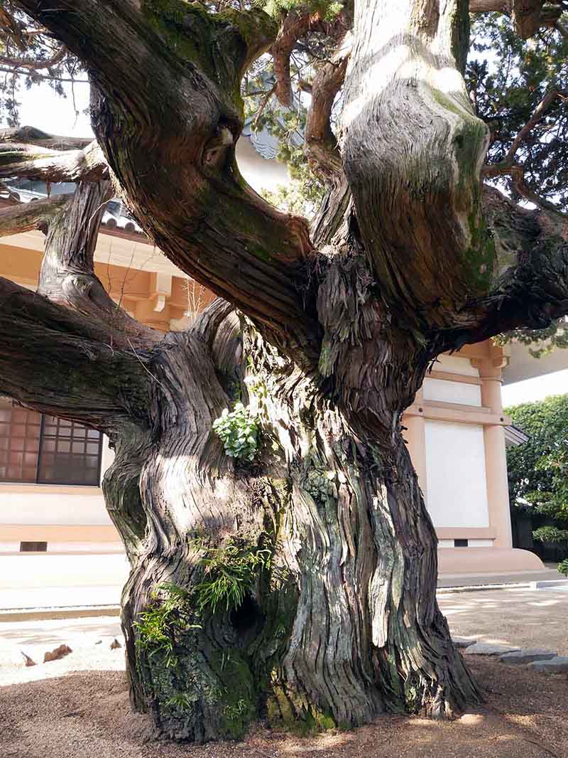 万福寺のビャクシン