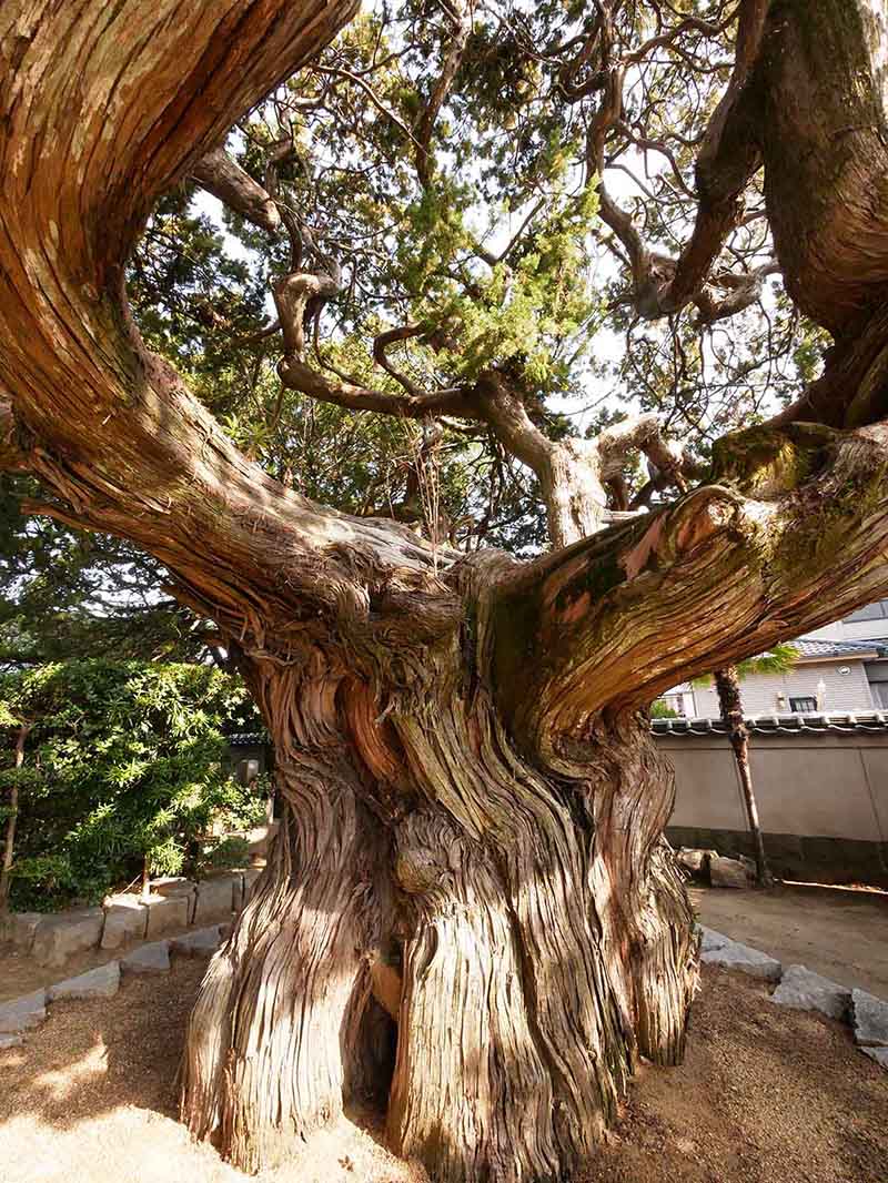 万福寺のビャクシン