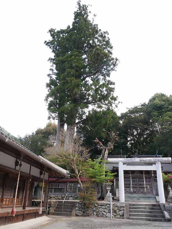 丹生狩場神社の杉ご神木