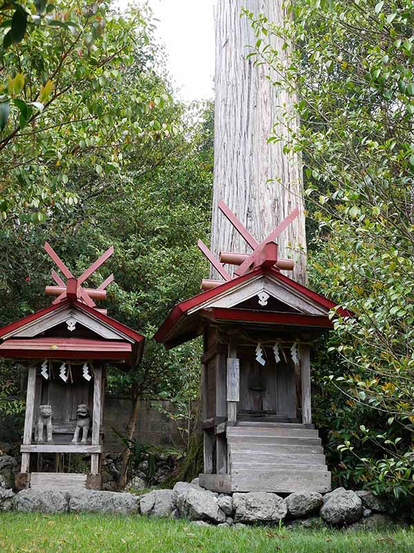 丹生狩場神社の杉ご神木