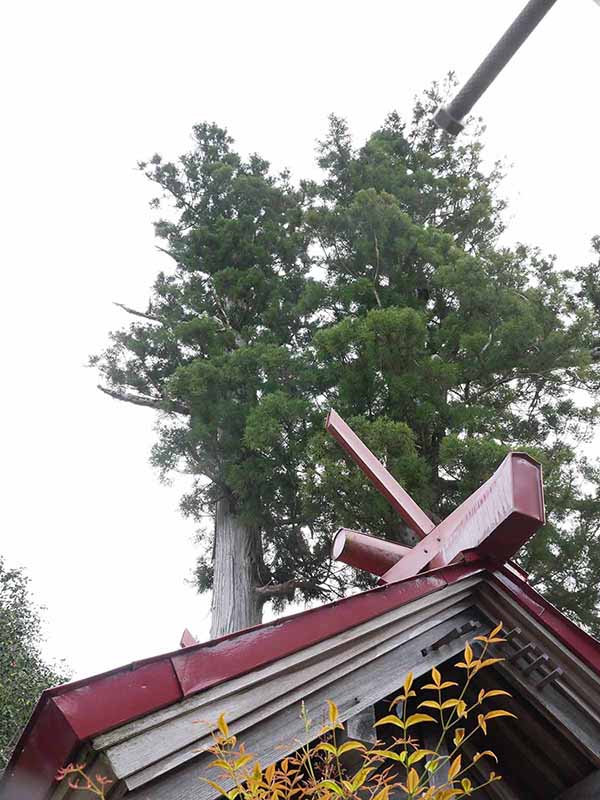 丹生狩場神社の杉ご神木