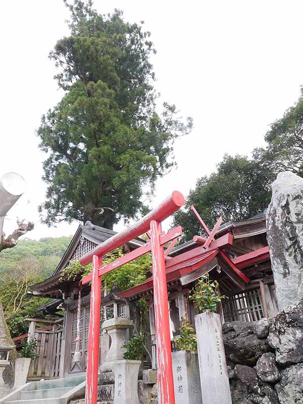 丹生狩場神社の杉ご神木