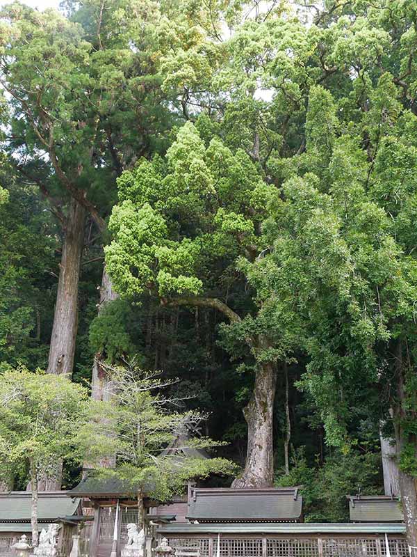 田熊野神社のクス