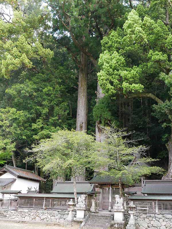 惣福寺のムクロジ